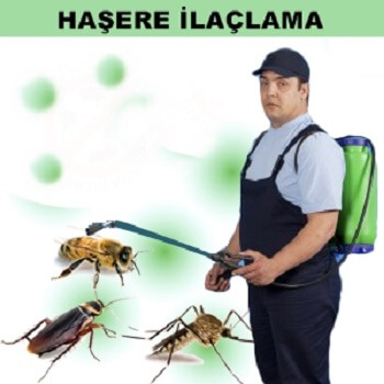 Terme Böcek İlaçlama